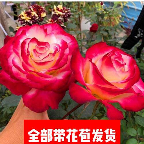 【带花苞】浓香重瓣大花月季盆栽艾莎玫瑰花苗盆栽花卉室内阳台