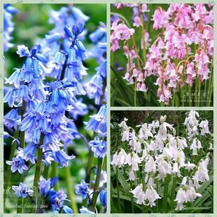 进口蓝铃花种球雪片莲种球花卉室内外多年生易种耐寒庭院地栽球茎