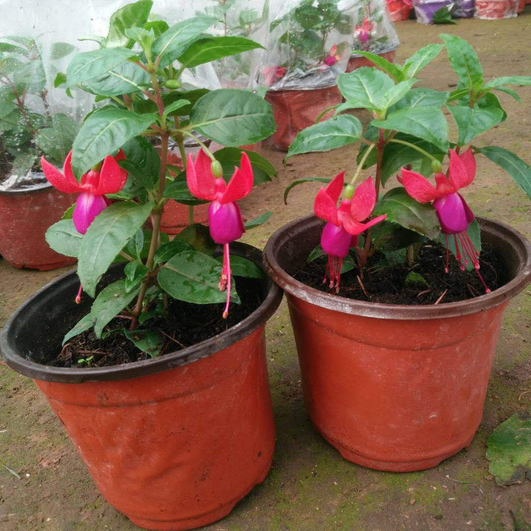 爬藤倒挂金钟盆栽灯笼花苗室内绿植盆栽吊海棠花苗灯笼花多季开花