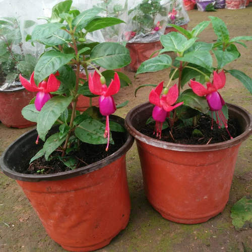 爬藤倒挂金钟盆栽灯笼花苗室内绿植盆栽吊海棠花苗灯笼花多季开花