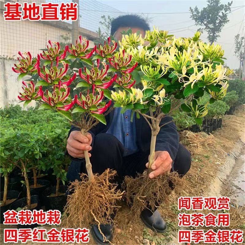 金银花四季药用爬藤老桩红色盆栽盆景种植开花可食用花苗