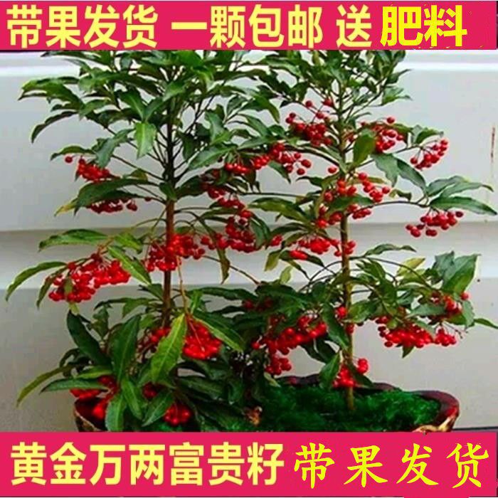 富贵籽盆栽耐寒植物金玉满堂红凉伞带果发货室内盆栽花卉黄金万两
