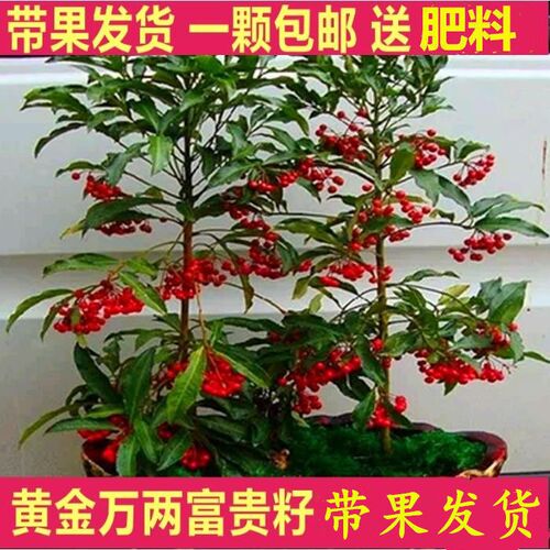 富贵籽盆栽耐寒植物金玉满堂红