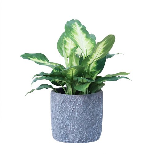 万年青花销量排行榜 万年青花品牌热度排名 小麦优选