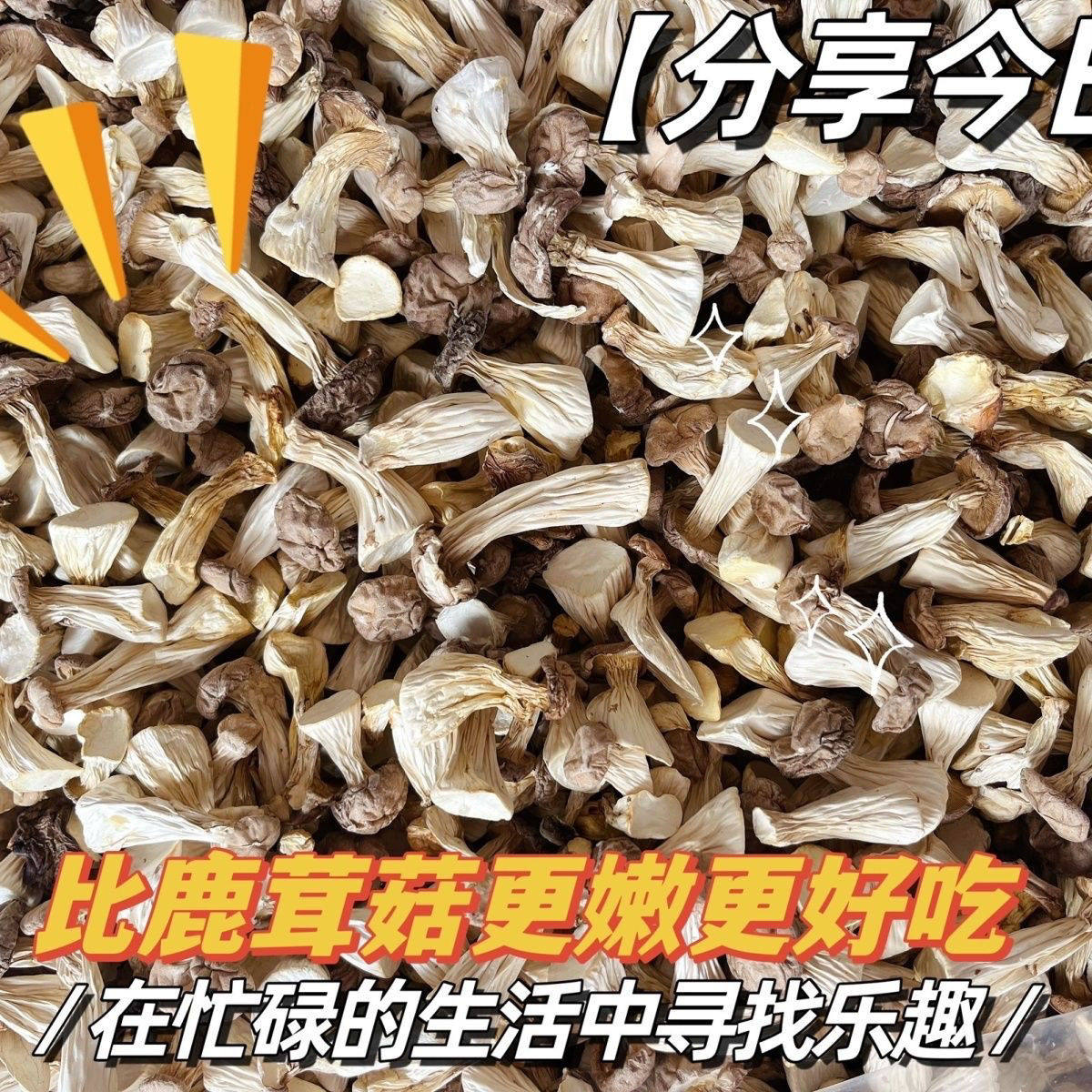 福建武夷山茶花菇长寿菇白菇鸡鸡菇干货土特产姑奶奶人参菇500克