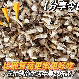 福建武夷山茶花菇长寿菇白菇鸡鸡菇干货土特产姑奶奶人参菇500克