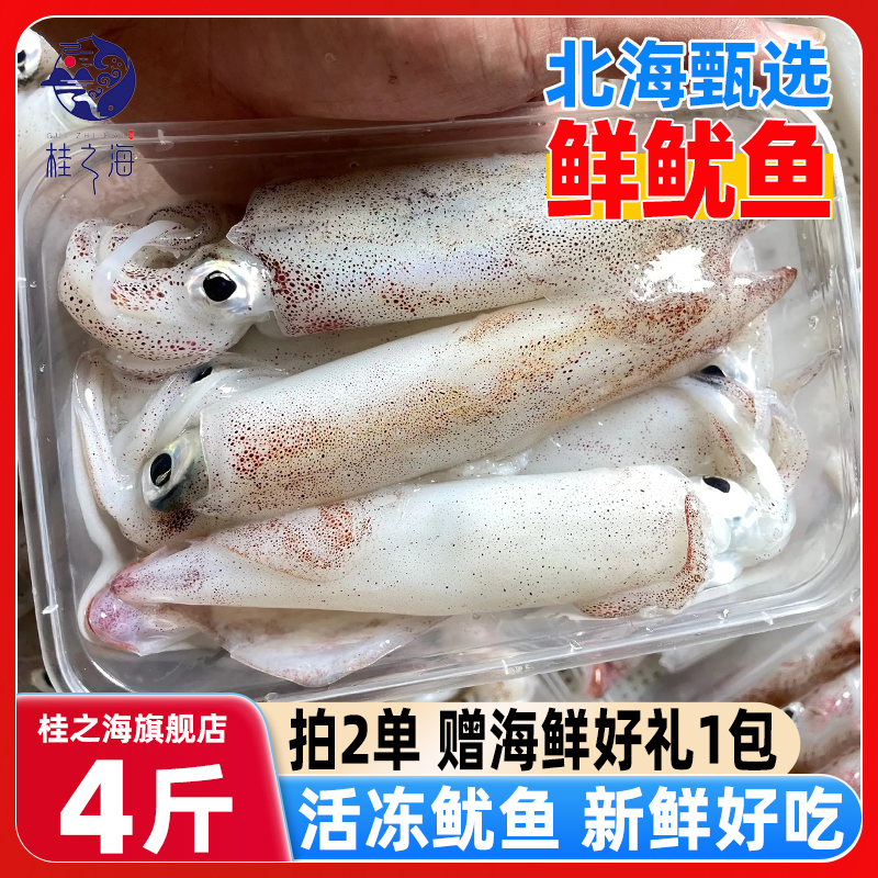 北海鱿鱼活冻鲜冻海鲜大笔管鱼芥末白灼火锅新鲜冷冻海兔火箭尤鱼