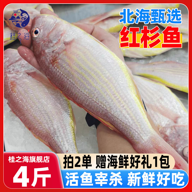 北海红杉鱼新鲜冷冻深海鱼去鳞鳃去内脏红衫鱼冰鲜大号红三鱼海鲜
