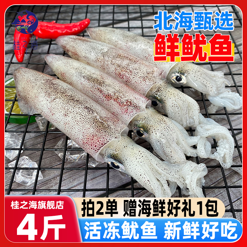 北海鱿鱼活冻鲜冻海鲜大笔管鱼芥末白灼火锅新鲜冷冻海兔火箭尤鱼