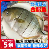 北海金鲳鱼新鲜杀好深海鱼鲜活去鳃去内脏冷冻冰鲜特大切花金昌鱼