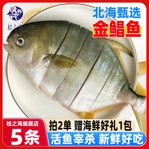 北海金鲳鱼新鲜杀好深海鱼鲜活去鳃去内脏冷冻冰鲜特大切花金昌鱼