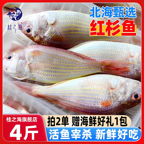 北海红杉鱼新鲜冷冻深海鱼去鳞鳃去内脏免清理冰鲜清蒸香煎红三鱼