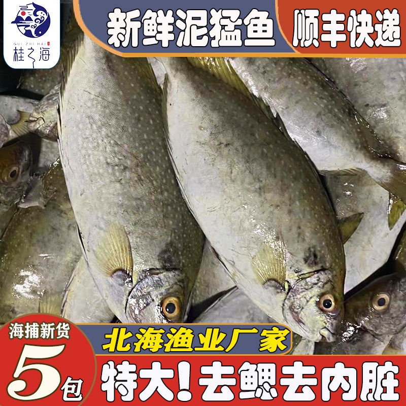 北海泥猛鱼新鲜冷冻深海鱼放血排酸去鳃去内脏整箱大娘艾商用海鲜