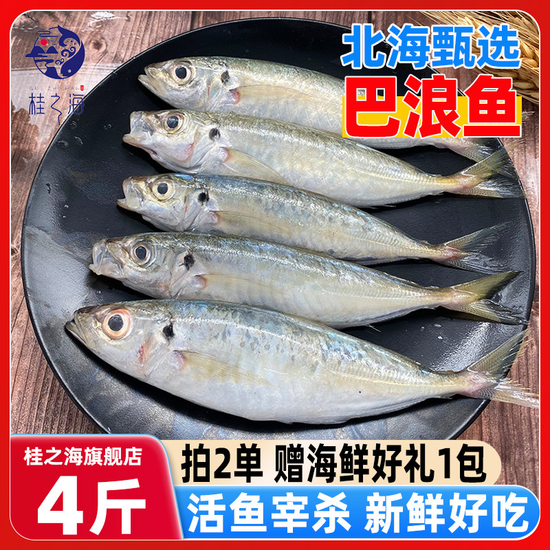 北海巴浪鱼新鲜冷冻深海鱼棍子鱼池鱼活鱼杀好去内脏海鲜大竹荚鱼
