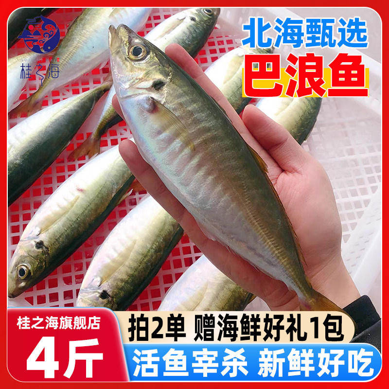 北海巴浪鱼新鲜冷冻特大深海鱼去鳃去内脏免清理冰鲜池鱼仔竹荚鱼
