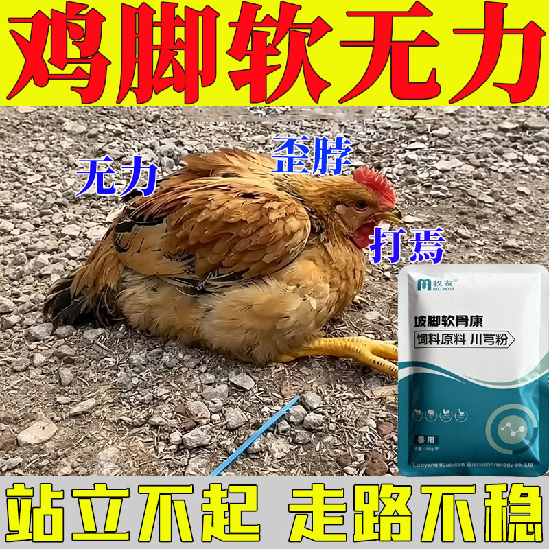 鸡腿软无力关节肿补钙饲料添加剂