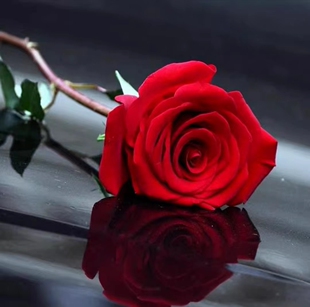 鲜花速递家养单品包月每周一花一周一花家庭插花办公室鲜花贵州速