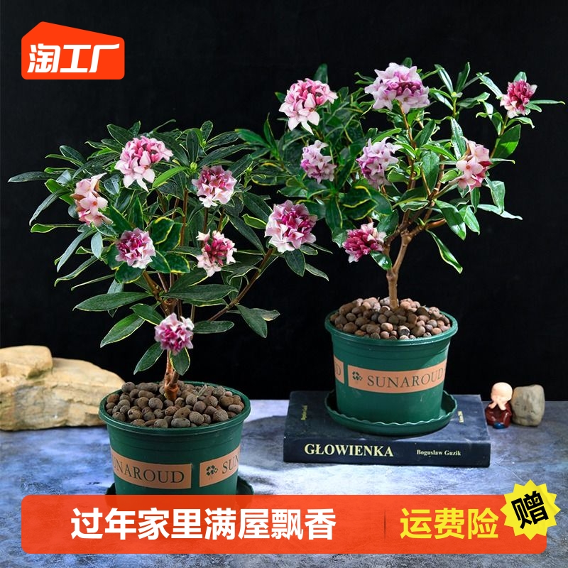 金边瑞香盆栽浓香型带花苞室内老桩客厅观花植物耐寒花卉四季开花