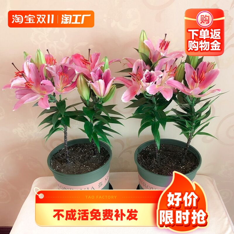 百合种球绿植盆栽香水花卉花苗阳台观花植物室内四季开花好养易活