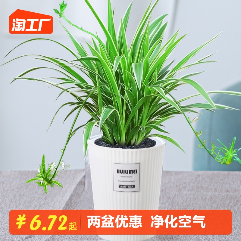 金边吊兰盆栽花卉植物室内花阳台净化空气去甲醛绿植水养水培垂吊