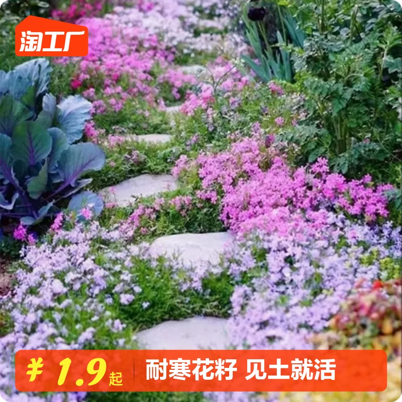 低矮耐寒芝樱花种子福禄考花籽花种四季室外北方阳台见土就活花种