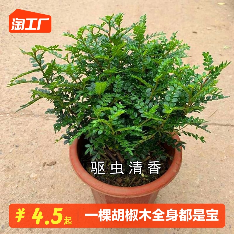 正宗清香胡椒木盆栽花卉室内外驱蚊草植物树苗老桩盆景九里香绿植