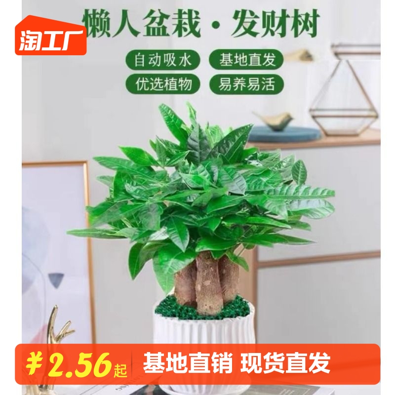 发财树盆栽花卉绿色植物树室内吸甲醛绿萝文竹水培富贵竹好养客厅