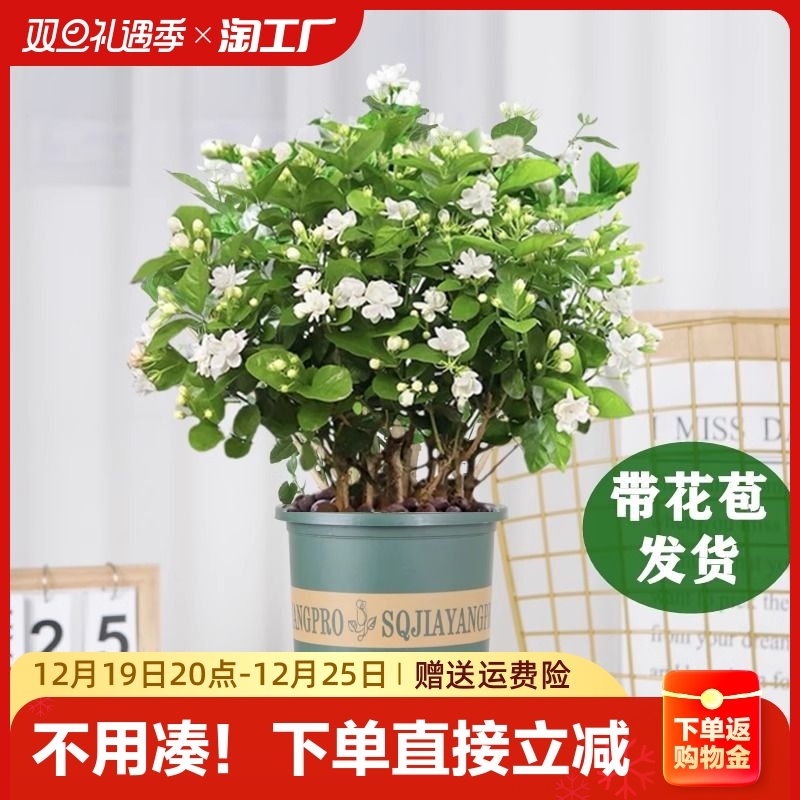 茉莉花盆栽带花苞重瓣浓香型花卉绿植好养室内阳台四季开花驱蚊虫