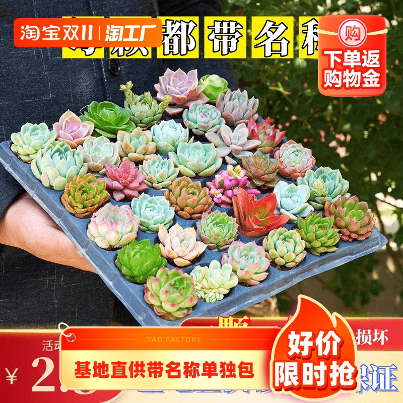 多肉植物新手套餐组合含盆带土肉肉室内桌面摆件好养花卉绿植盆栽