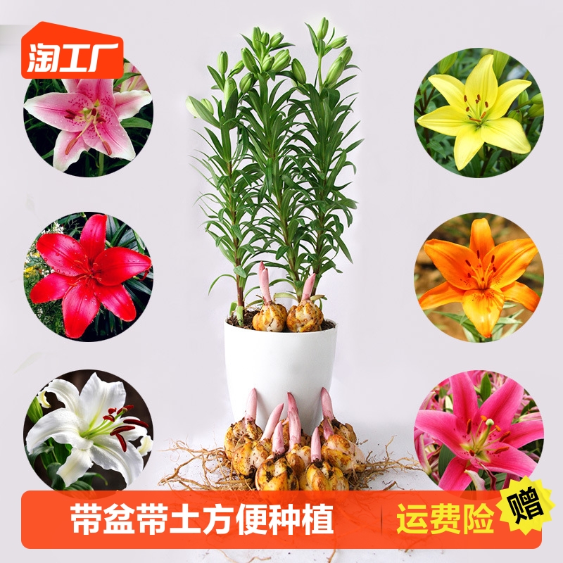 香水百合种球 百合种子球根花卉植物盆栽绿植带芽鲜切花种球