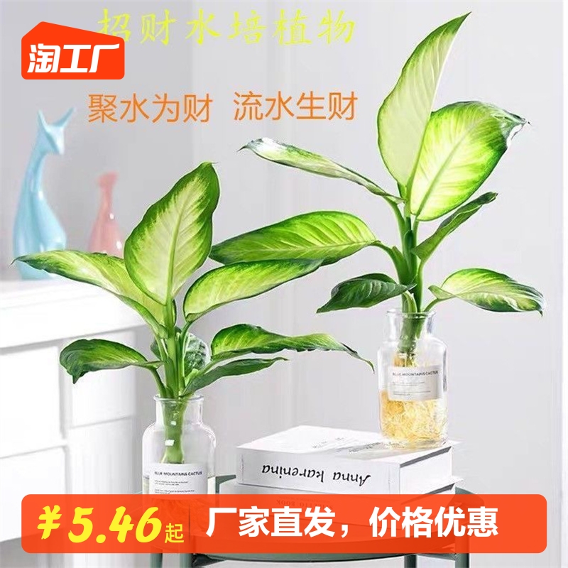 黄金玛丽安水培绿植盆栽粉黛万年青懒人植物室内桌面净化空气好养