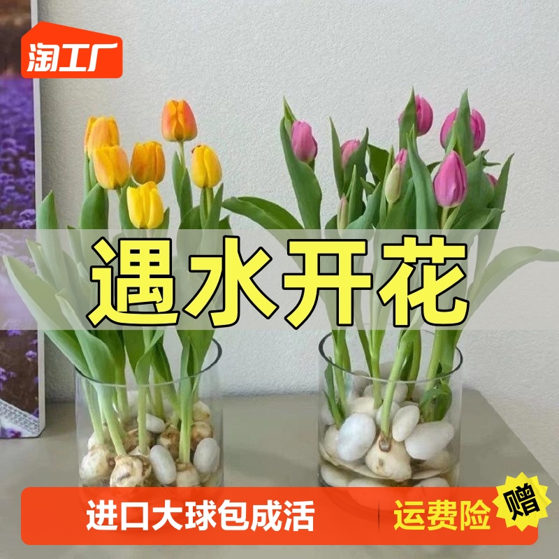 郁金香种球水培花卉植物室内花四季开花种子盆栽花苗土培水养好活