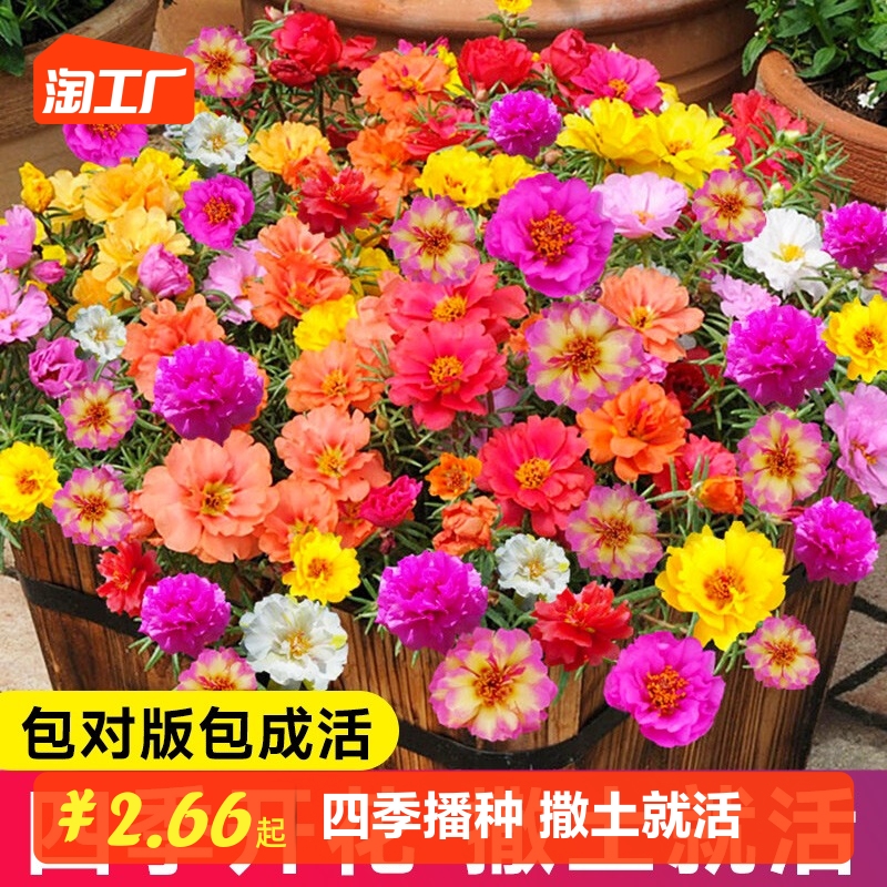 重瓣太阳花花种子花籽四季开花室内花卉易活室外种孑花种籽子包邮