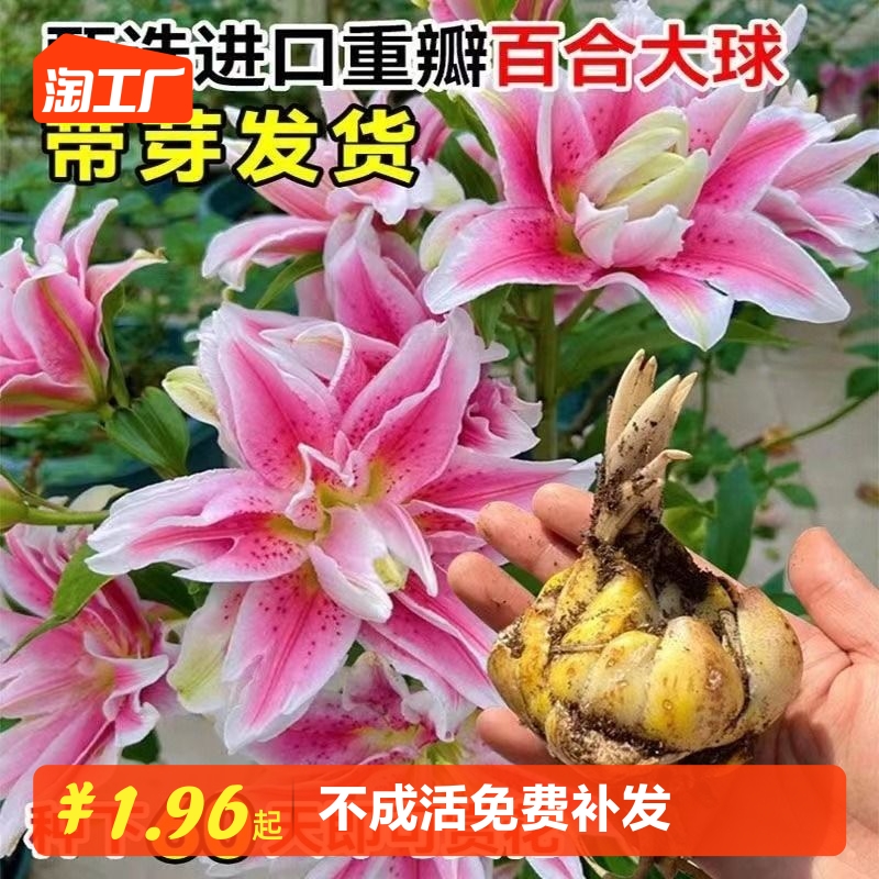 百合种球绿植盆栽香水花卉花苗阳台观花植物室内四季开花好养易活