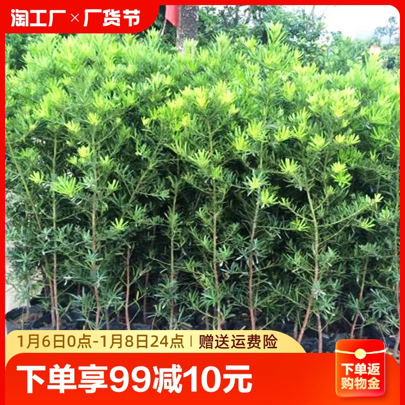 罗汉松树苗四季常青罗汉松庭院阳台植物花卉盆栽绿植可做盆景树桩