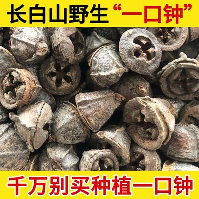 长白山野生一口钟中药材500g