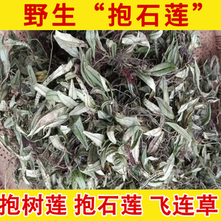 抱石莲野生中药材抱树莲 瓜子菜 石瓜子鱼鳖草飞连草岩瓜子中草药