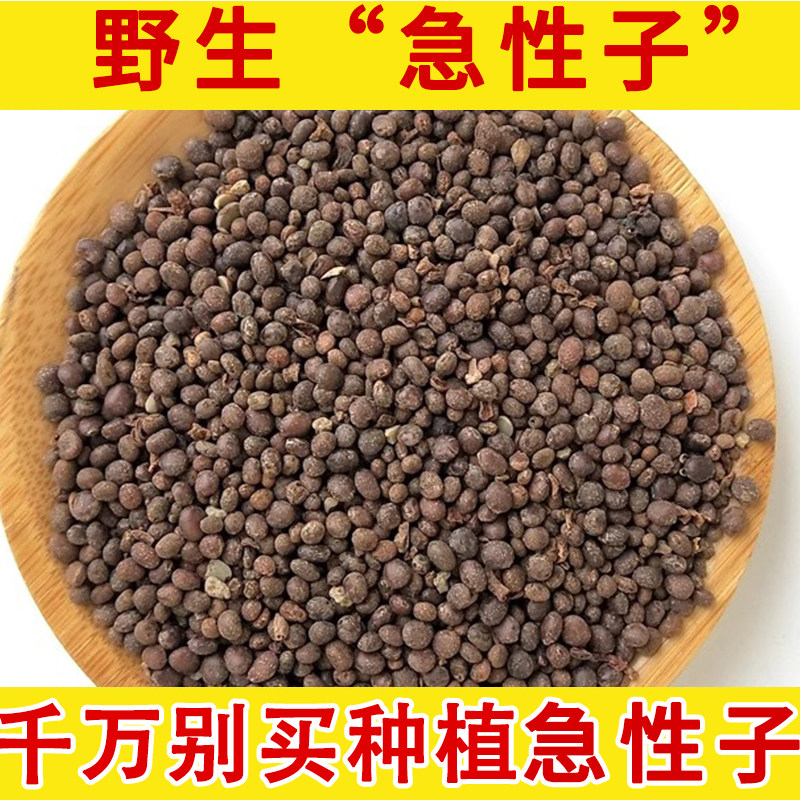 五星禾 急性子野生中药材 凤仙花子 中药材凤仙子 指甲花种子