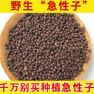 五星禾 急性子野生中药材 凤仙花子 中药材凤仙子 指甲花种子