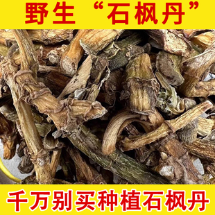 中药材石风丹 石枫丹 山石竹 斑叶兰 高杆竹叶兰 观音竹正品