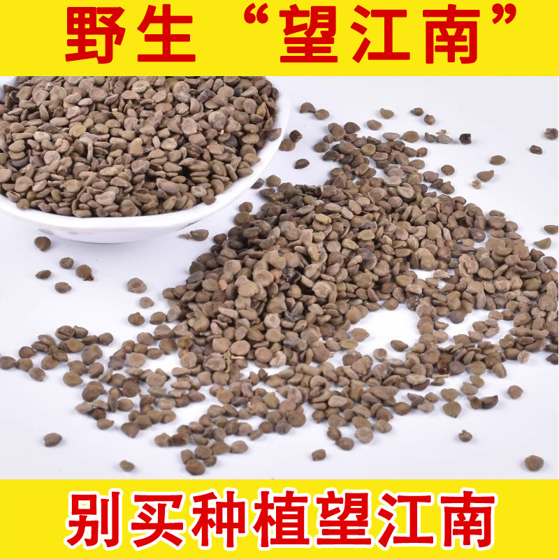 望江南 天然野生中药材 望江南子 羊角豆 山绿豆 伸筋豆 500g