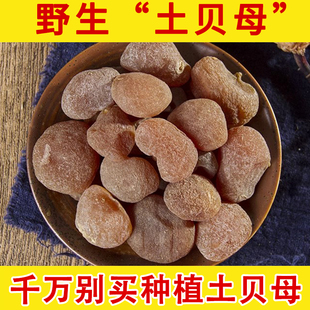 野生中药材土贝母 土贝 大贝母 草贝 藤贝母 垒贝 地苦胆 正品