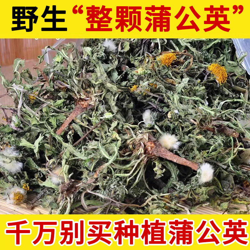 全株蒲公英根野生中药材整根蒲公英茶 正品中草药材 浦公英干货