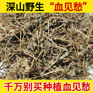深山野生血见愁中药材500g 铁苋菜 海蚌含珠 小红孩 500克