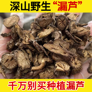 深山野生漏芦中药材500g 漏芦段 漏芦根 鬼油麻 狼头花野兰龙葱根