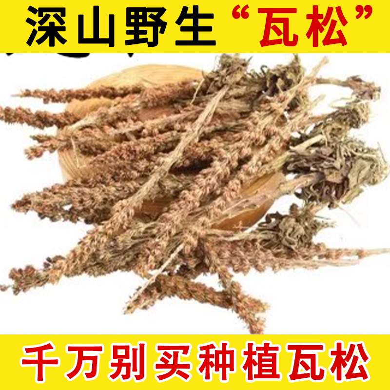 瓦松野生中药材中草药瓦花向天草酸塔瓦松花瓦松瓦莲花向天草天
