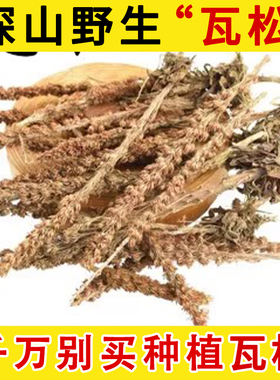 瓦松野生中药材中草药瓦花向天草酸塔瓦松花瓦松瓦莲花向天草天