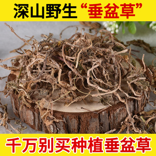 深山野生垂盆草中药材500g 正宗药用食用垂盆草 干垂盆草茶正品