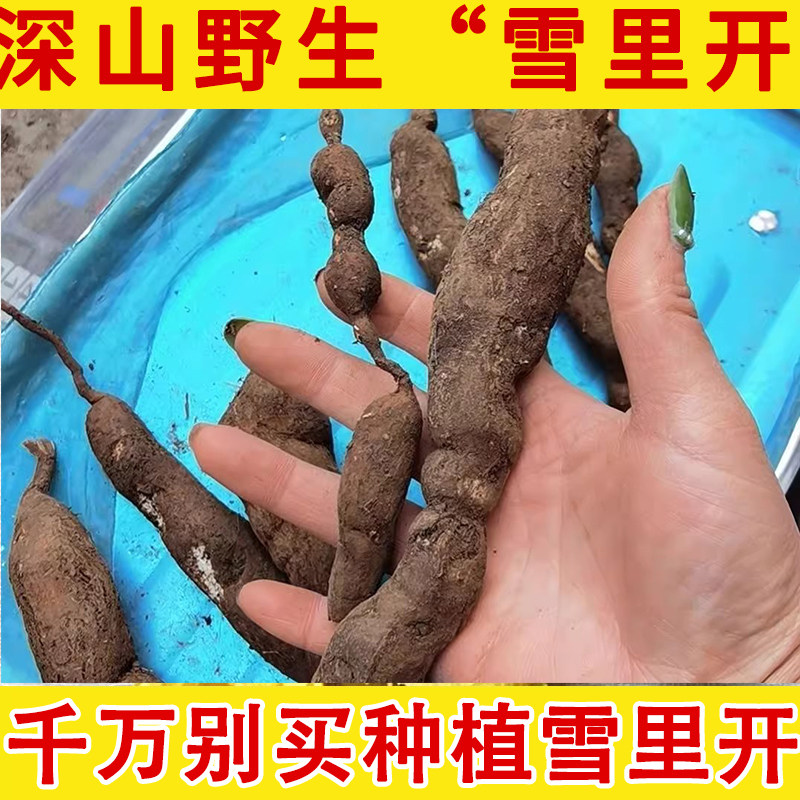 贵州雪里开中药材 地雷根 拐子药 蛇松子 单叶铁线莲