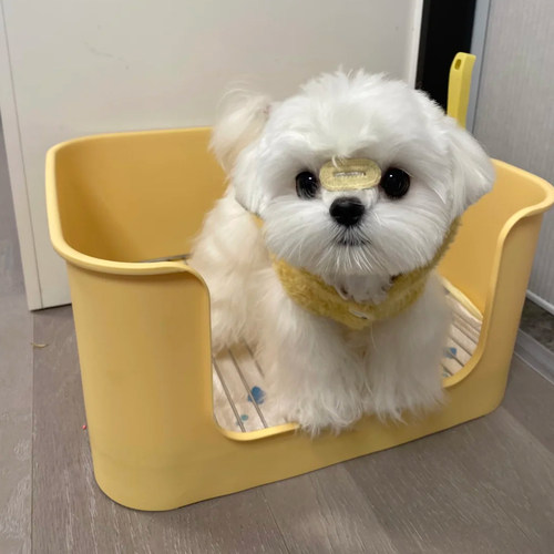 狗厕所中小型犬专用防踩屎便盆尿盆加深大号定点排便不锈钢狗砂盆